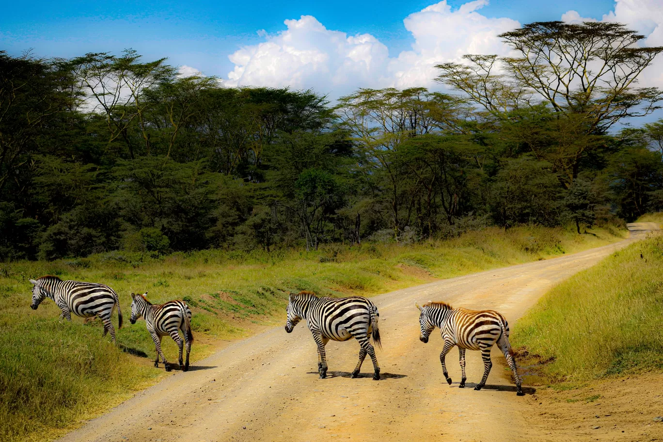 Photo of Masai Mara National Reserve By Kaushak Maheshwary