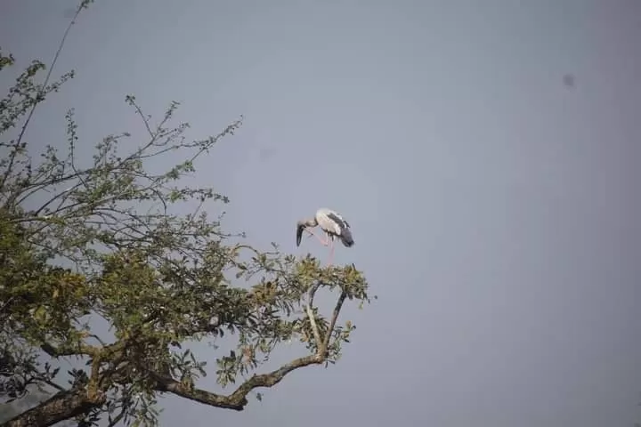 Photo of Pobitora Wildlife Sanctuary By Manish Baswala