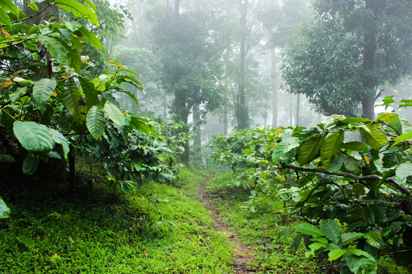 Photo of Pakuthi Palam KFDC forest lodge By Sabari Varkala