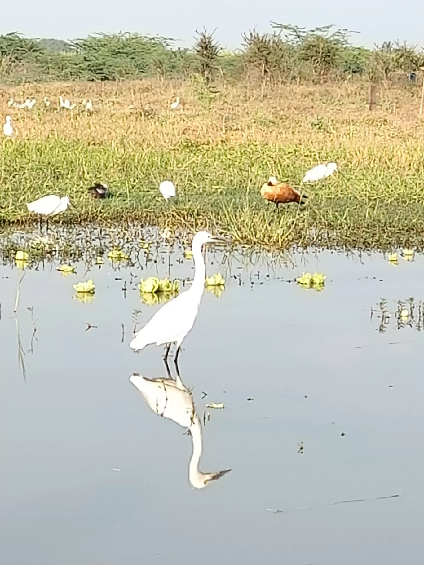 Photo of Baramati By Richa Rajadhyax