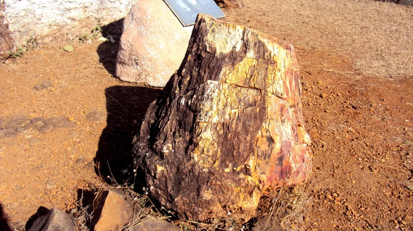 Photo of Ghughua Fossil Park By S H R I P A L 