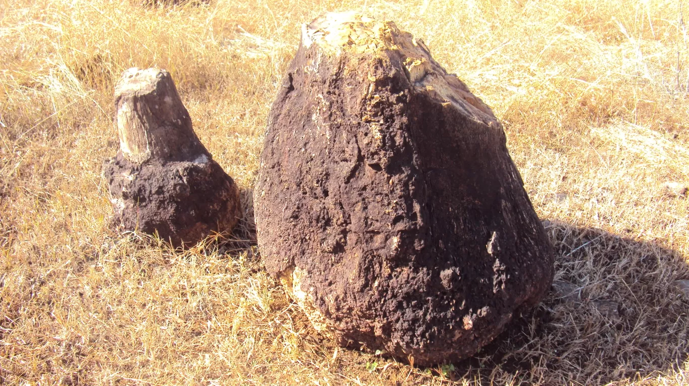 Photo of Ghughua Fossil Park By S H R I P A L 