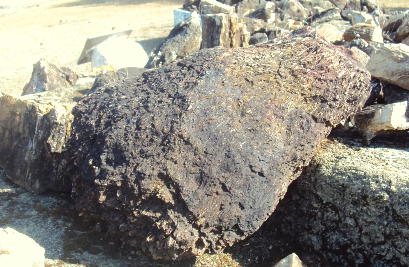 Photo of Ghughua Fossil Park By S H R I P A L 