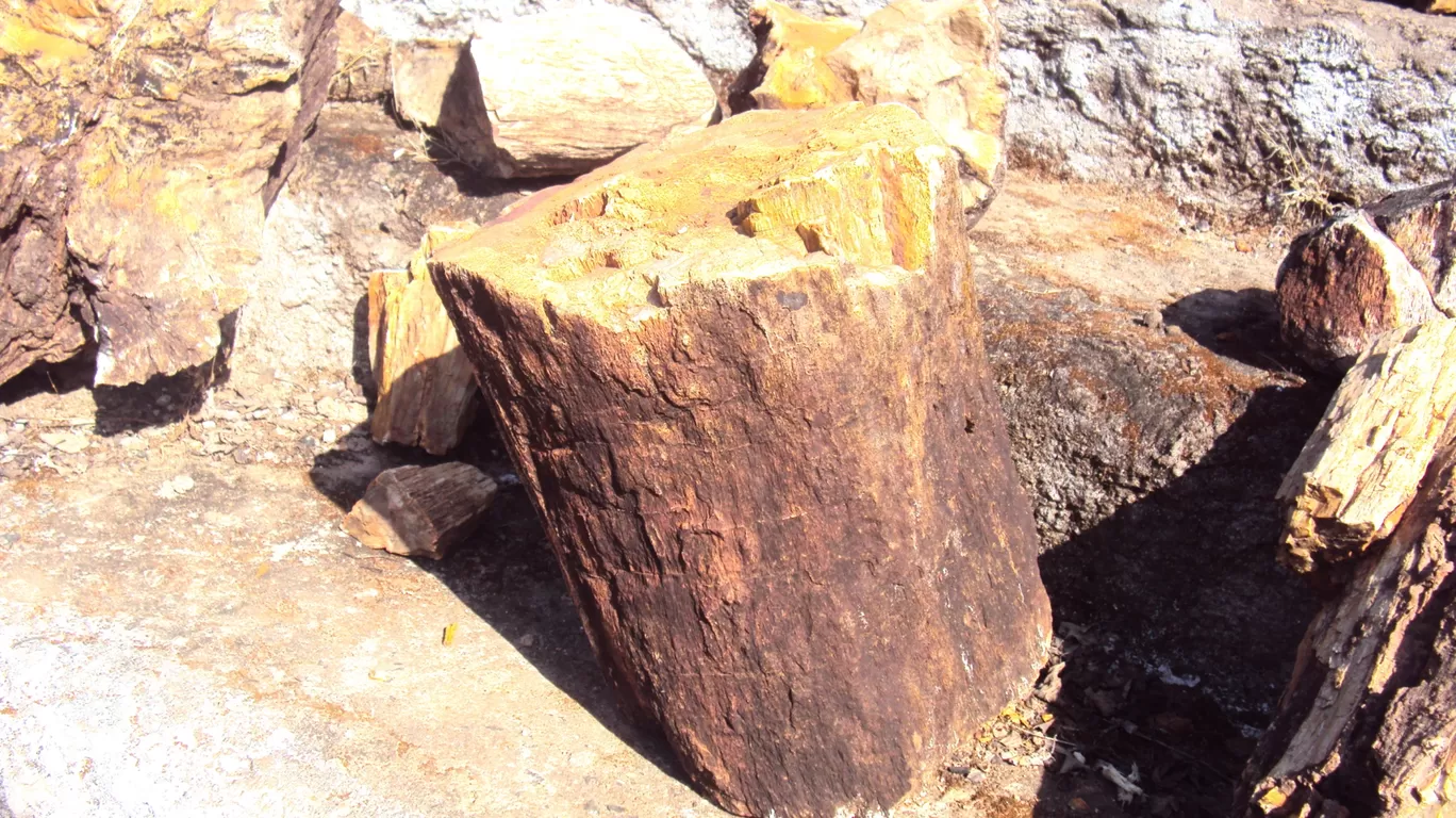 Photo of Ghughua Fossil Park By S H R I P A L 