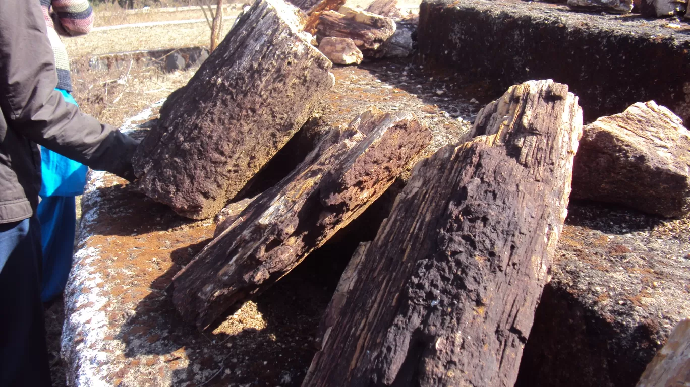Photo of Ghughua Fossil Park By S H R I P A L 