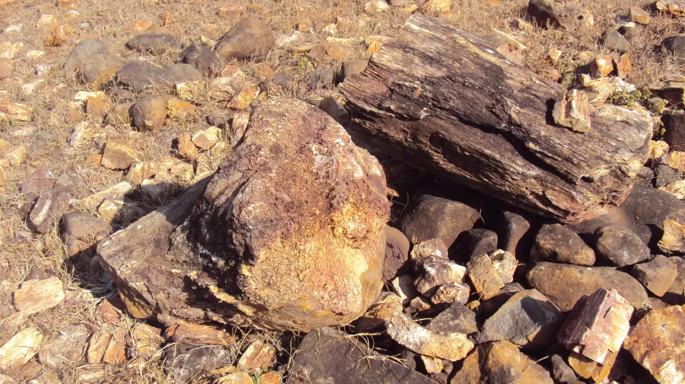 Photo of Ghughua Fossil Park By S H R I P A L 