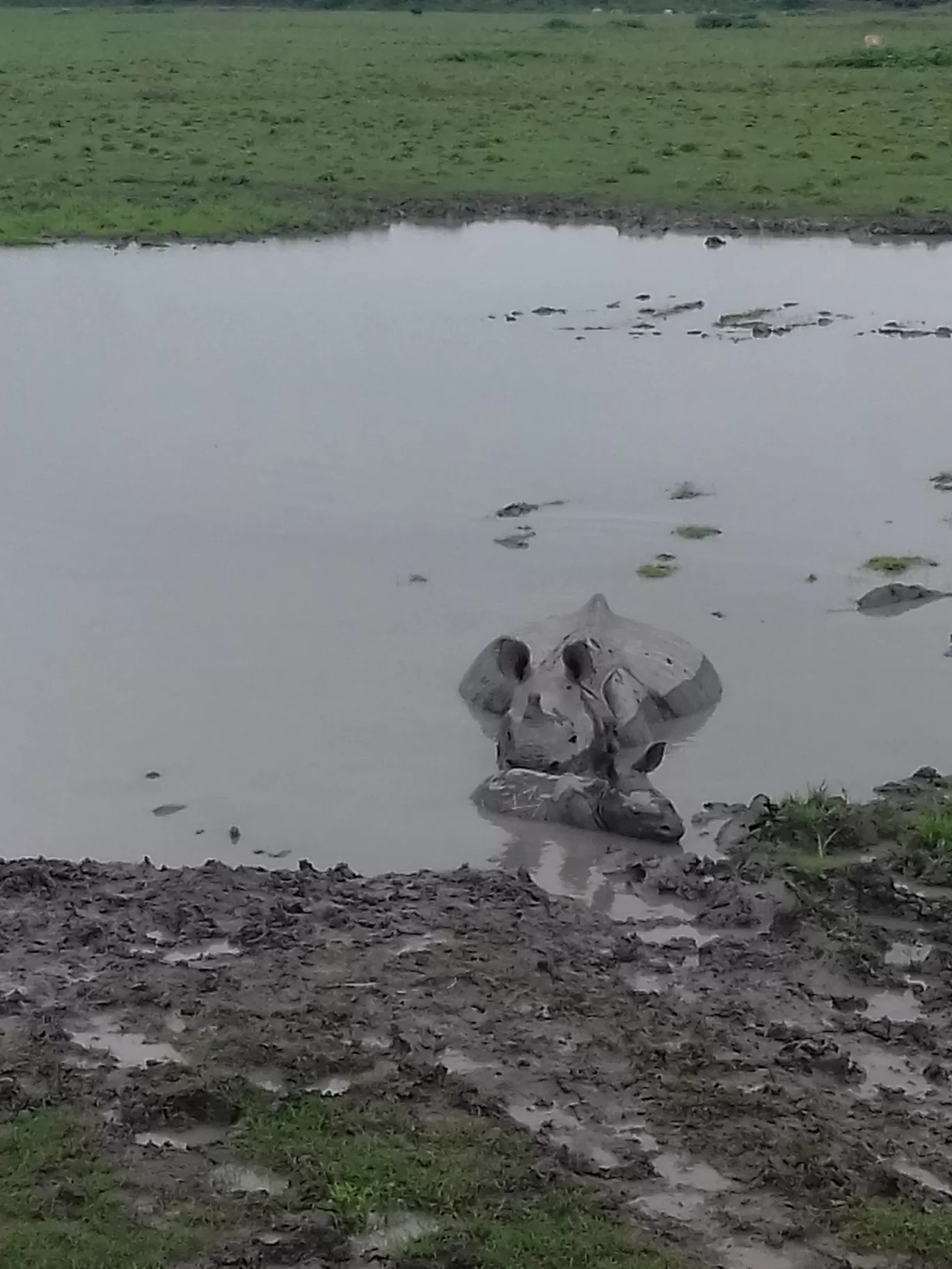 Photo of Pobitora Wildlife Sanctuary By Ankita Hazarika