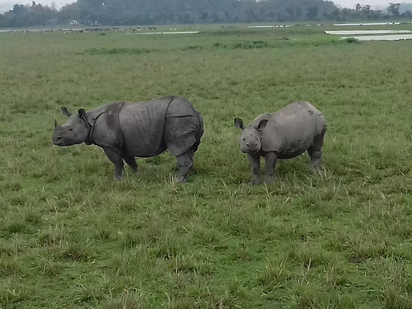 Photo of Pobitora Wildlife Sanctuary By Ankita Hazarika