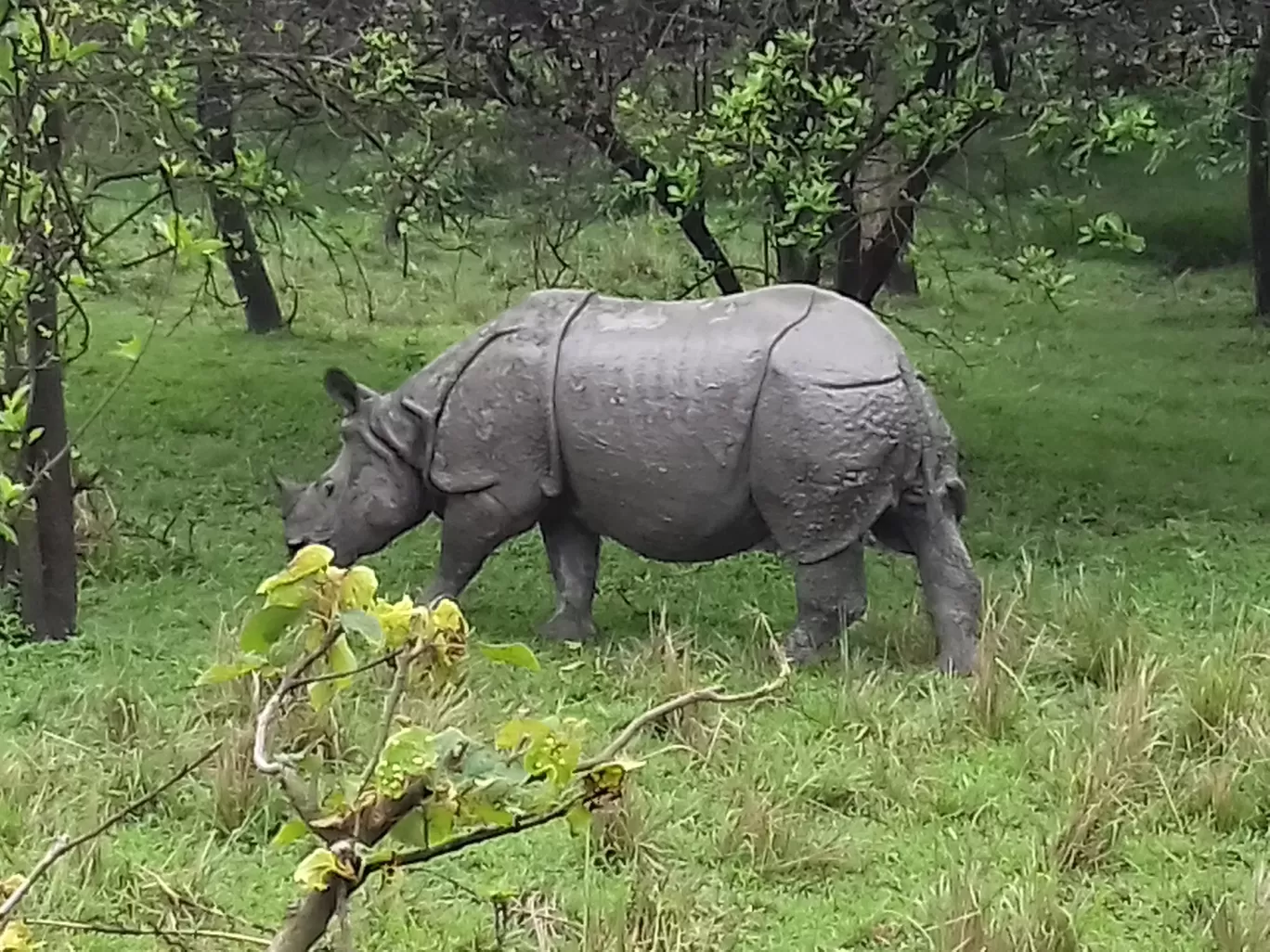Photo of Pobitora Wildlife Sanctuary By Ankita Hazarika