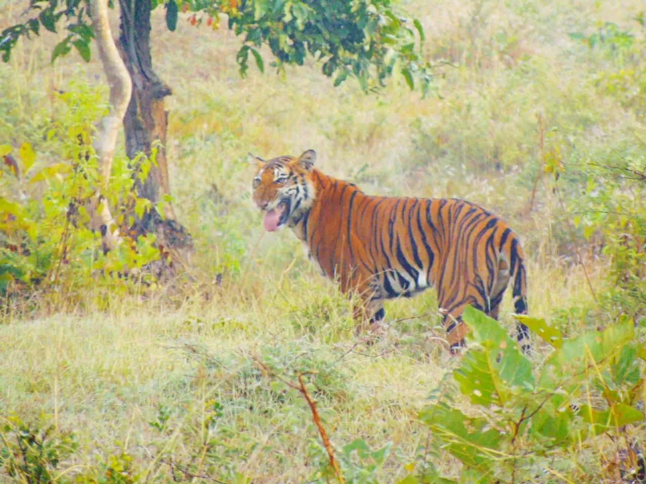 Photo of Nagarhole Tiger Reserve By Ankita Hazarika