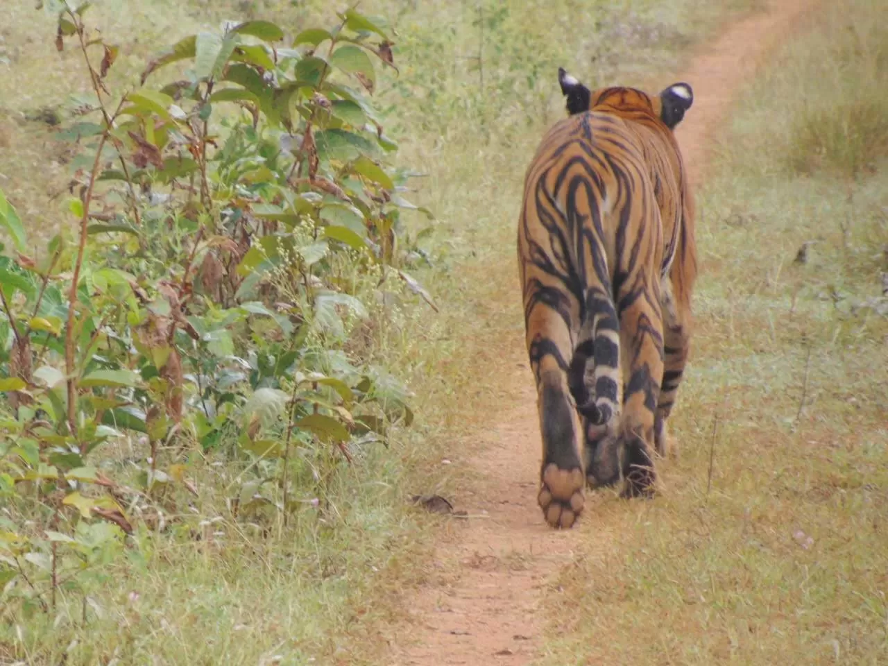 Photo of Nagarhole Tiger Reserve By Ankita Hazarika