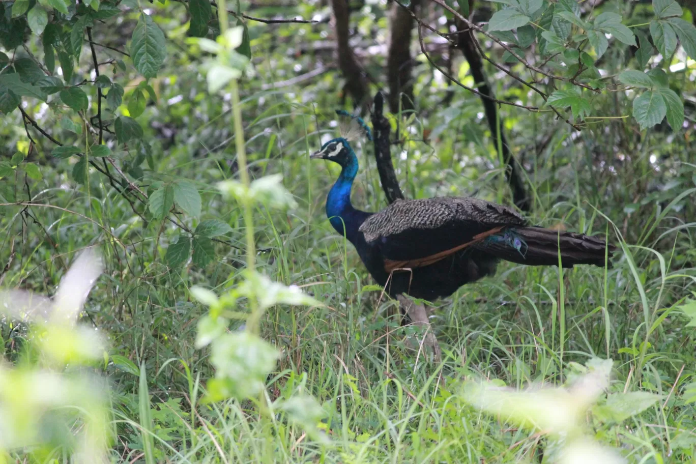 Photo of Nagarahole national park Safari By Basu_Sams