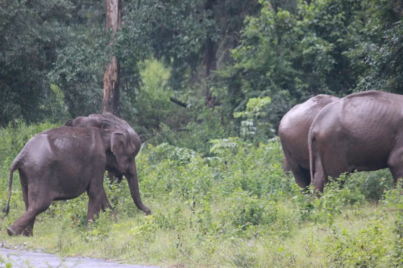 Photo of Nagarahole national park Safari By Basu_Sams