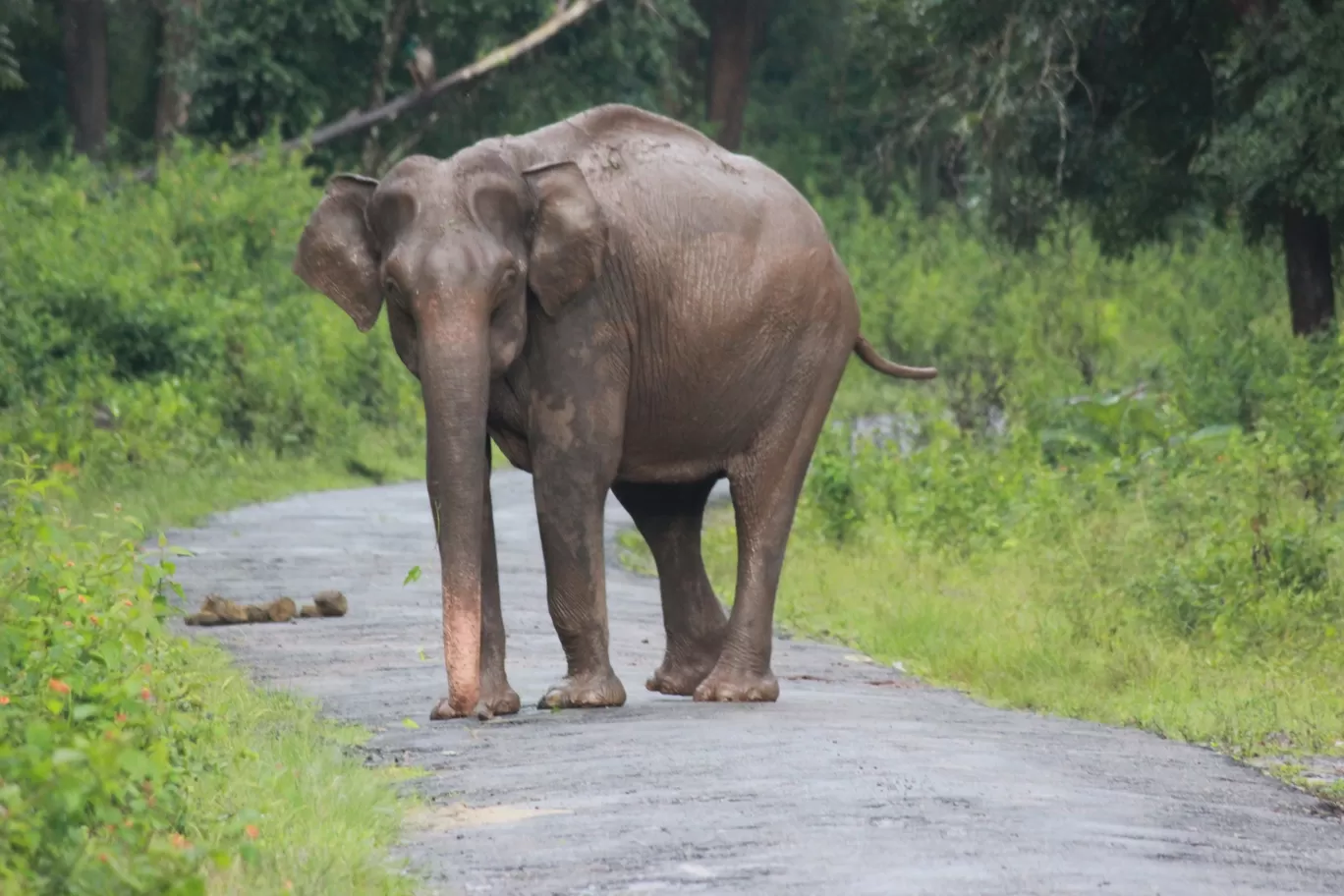 Photo of Nagarahole national park Safari By Basu_Sams