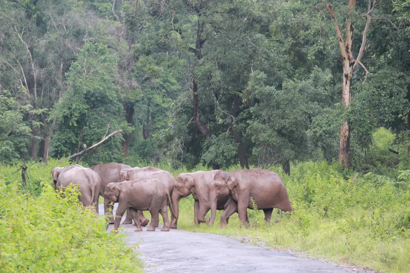 Photo of Nagarahole national park Safari By Basu_Sams
