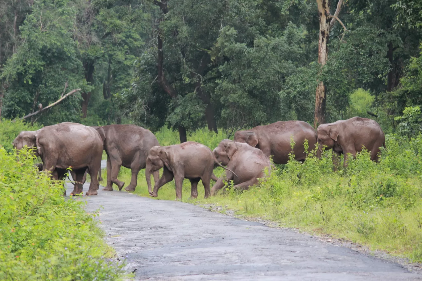 Photo of Nagarahole national park Safari By Basu_Sams