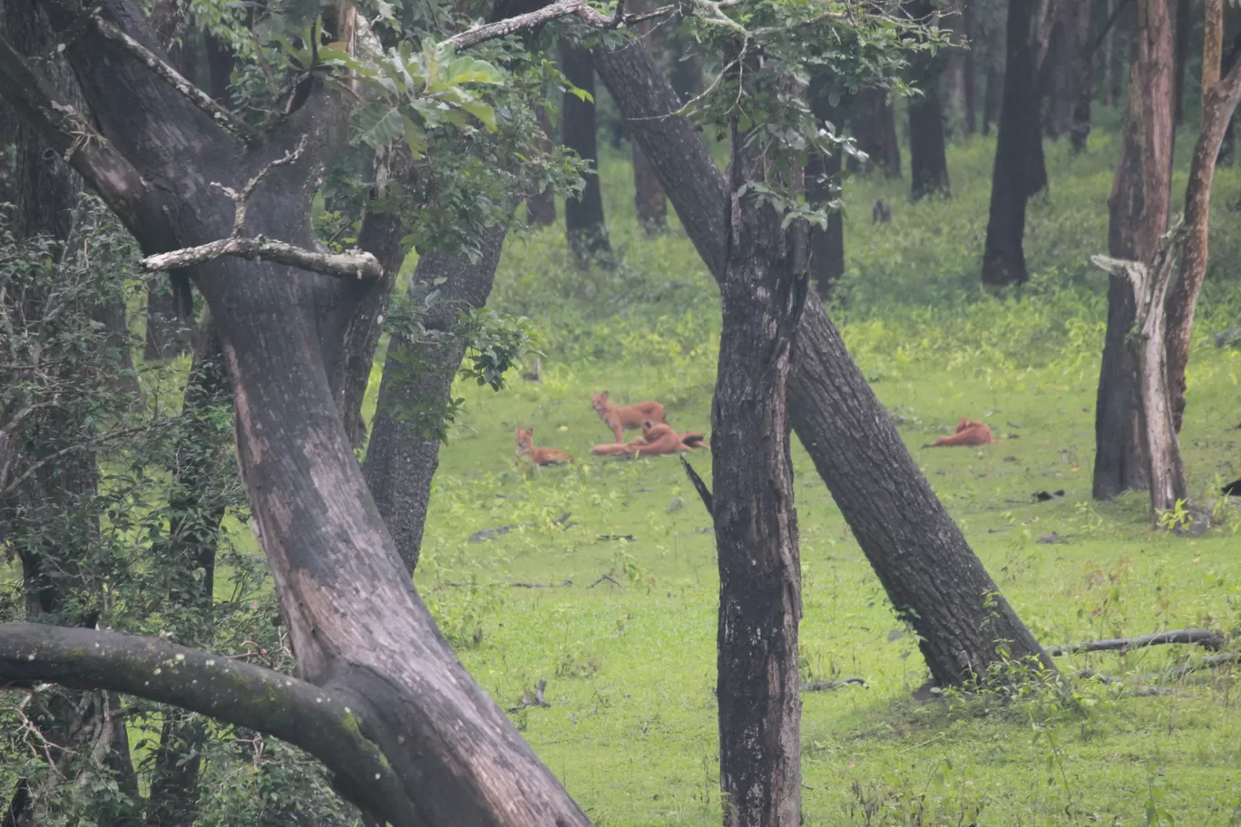 Photo of Nagarahole national park Safari By Basu_Sams