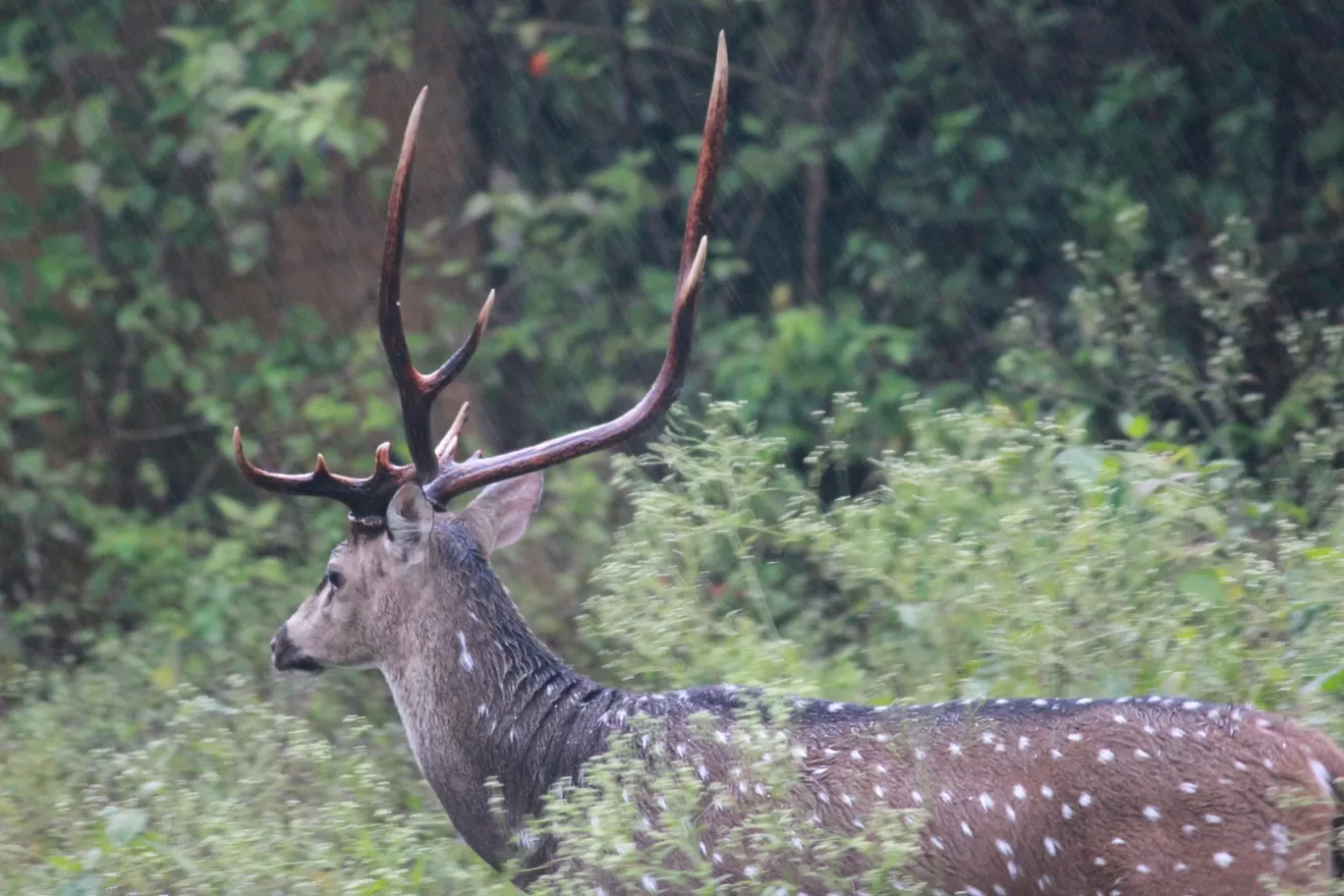 Photo of Nagarahole national park Safari By Basu_Sams