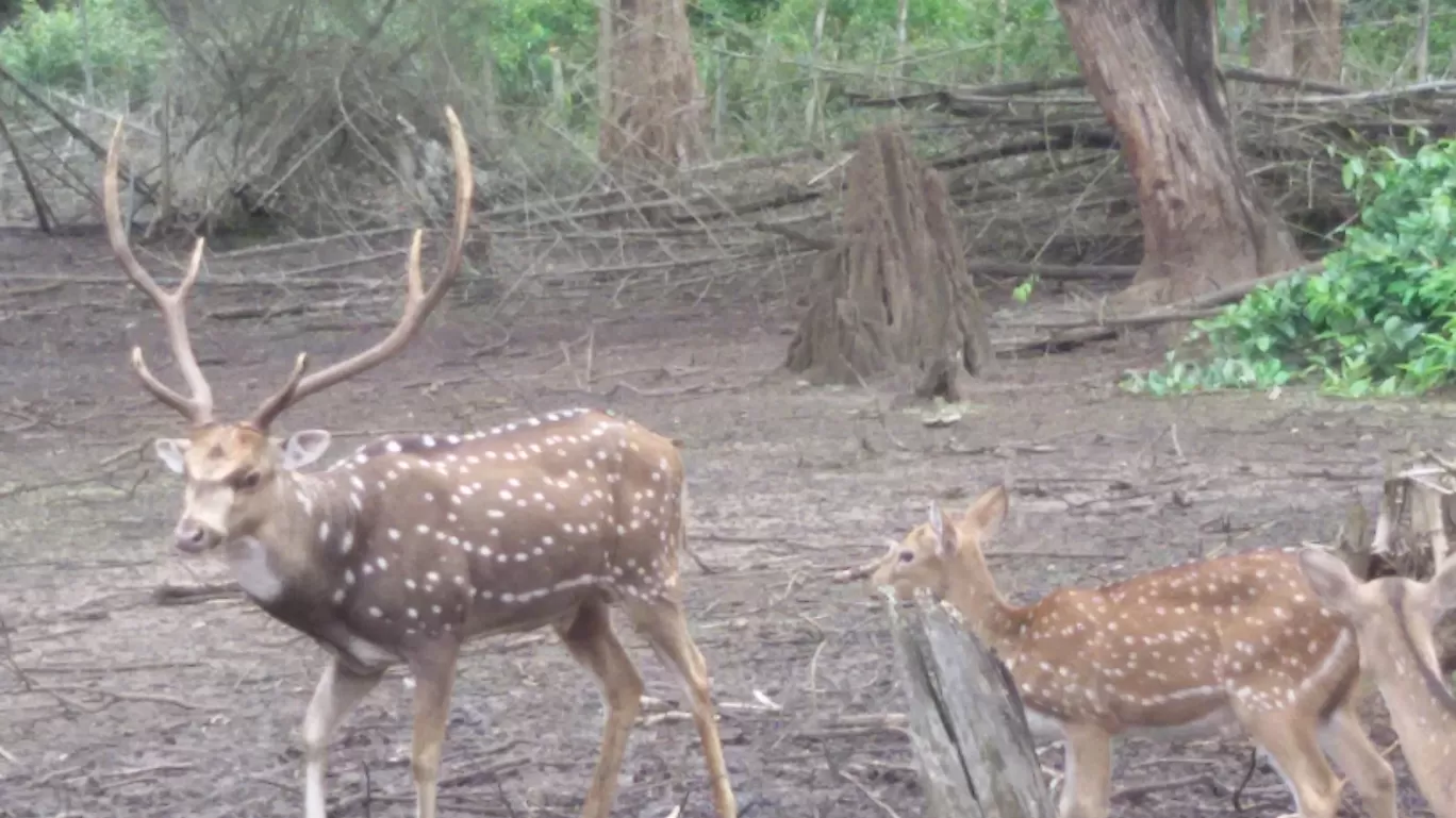 Photo of Nagarahole national park Safari By Basu_Sams