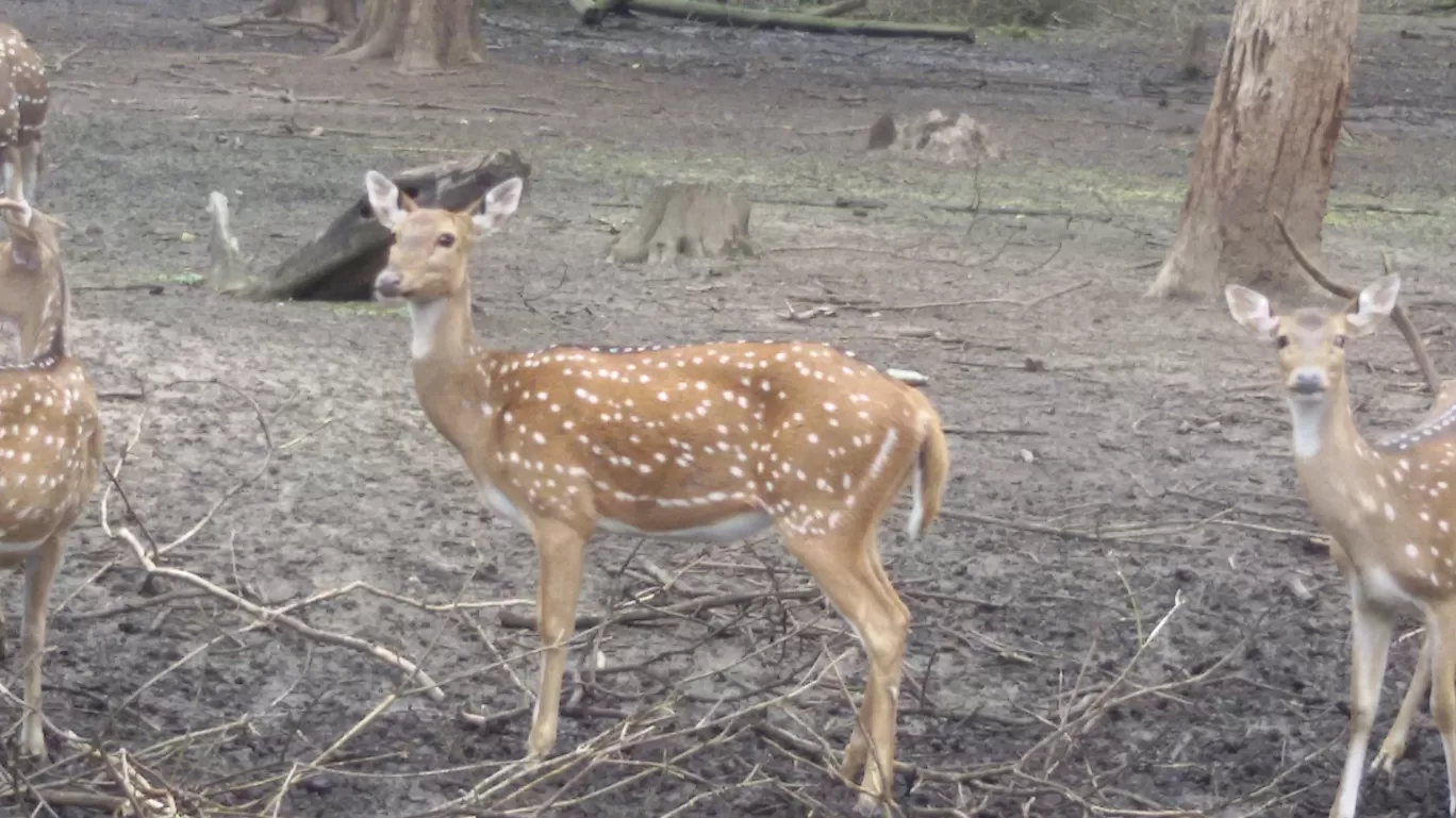 Photo of Nagarahole national park Safari By Basu_Sams