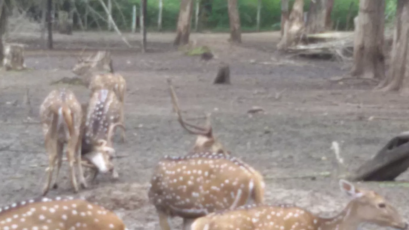 Photo of Nagarahole national park Safari By Basu_Sams