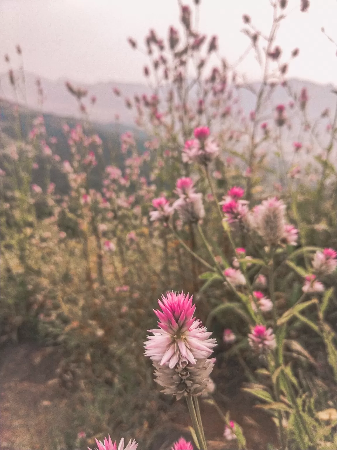 Photo of Sinhagad Fort By Satyam karpe