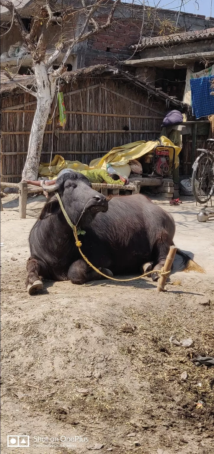 Photo of Muzaffarpur By Vaishnavi Agrawal