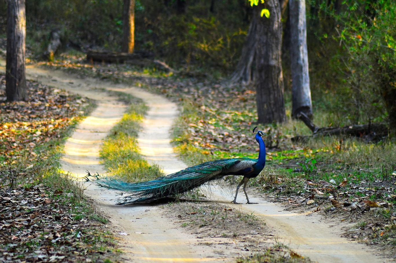 Orchha Wildlife Sanctuary, Orachha, India: View Images, Timing and ...