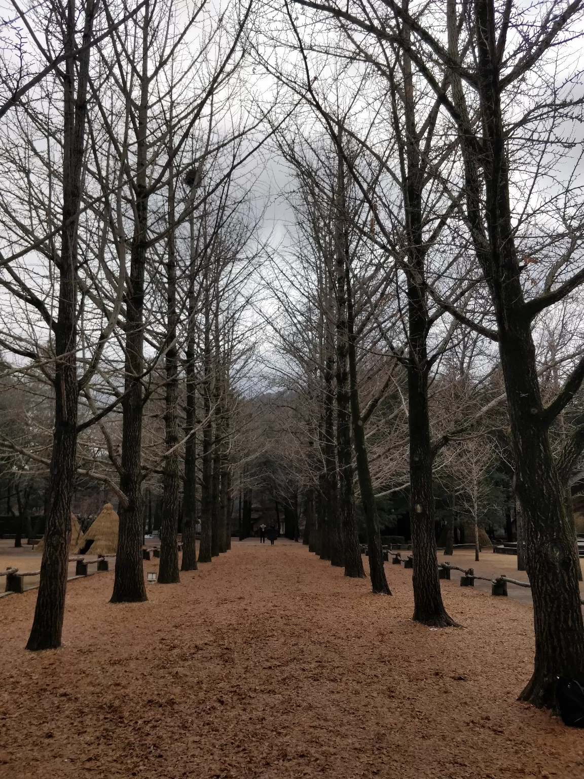 Photo of Nami Island By pcy preeti