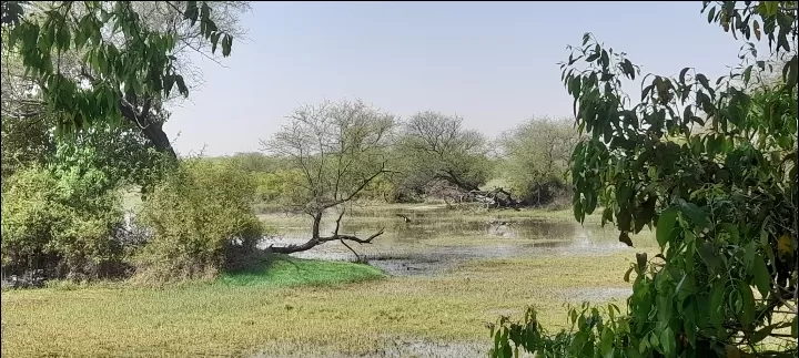 Photo of Keoladeo National Park By Dr. Yadwinder Singh 