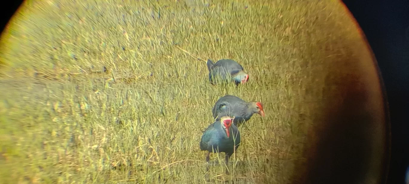 Photo of Keoladeo National Park By Dr. Yadwinder Singh 