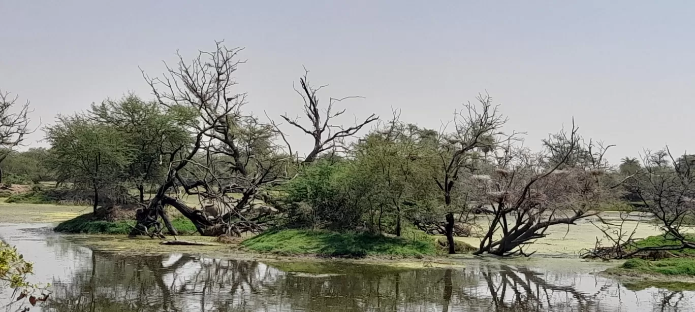 Photo of Keoladeo National Park By Dr. Yadwinder Singh 