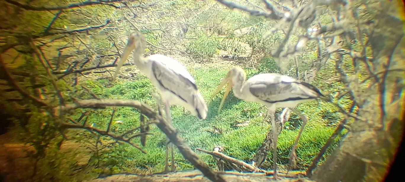 Photo of Keoladeo National Park By Dr. Yadwinder Singh 