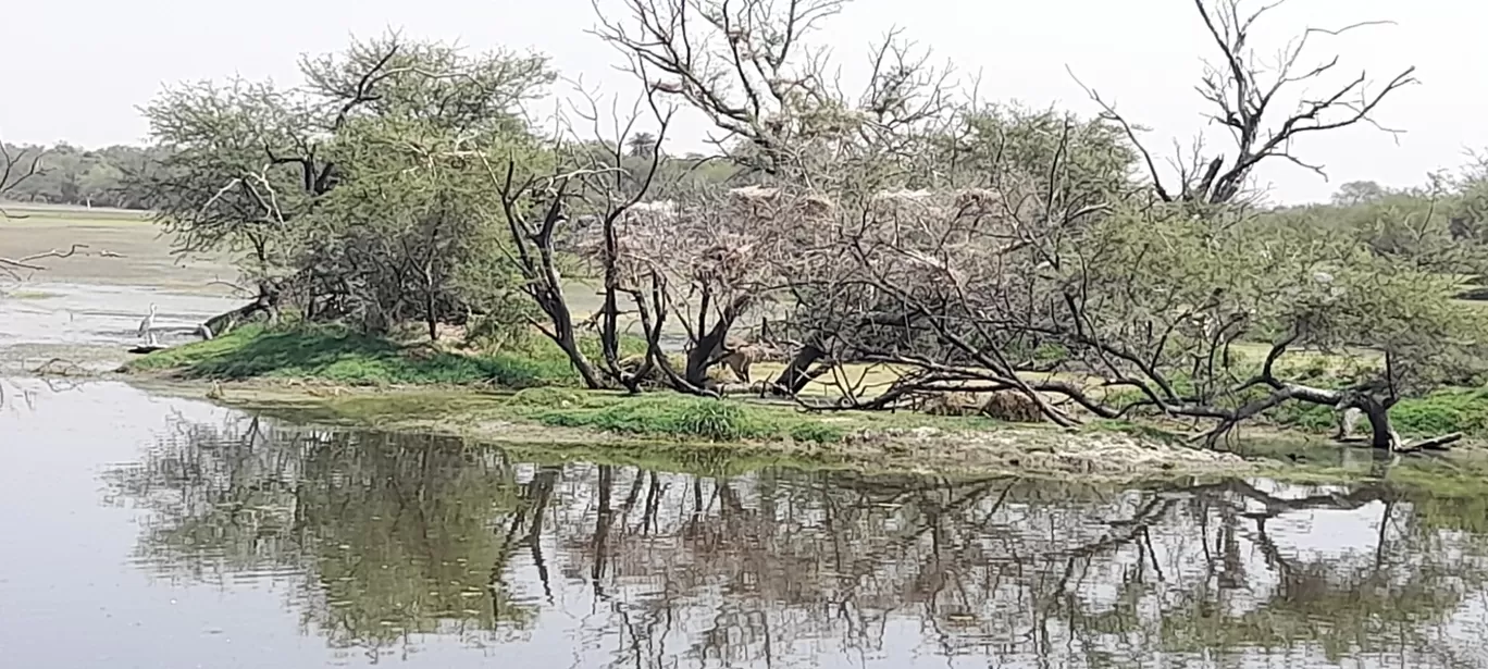 Photo of Keoladeo National Park By Dr. Yadwinder Singh 