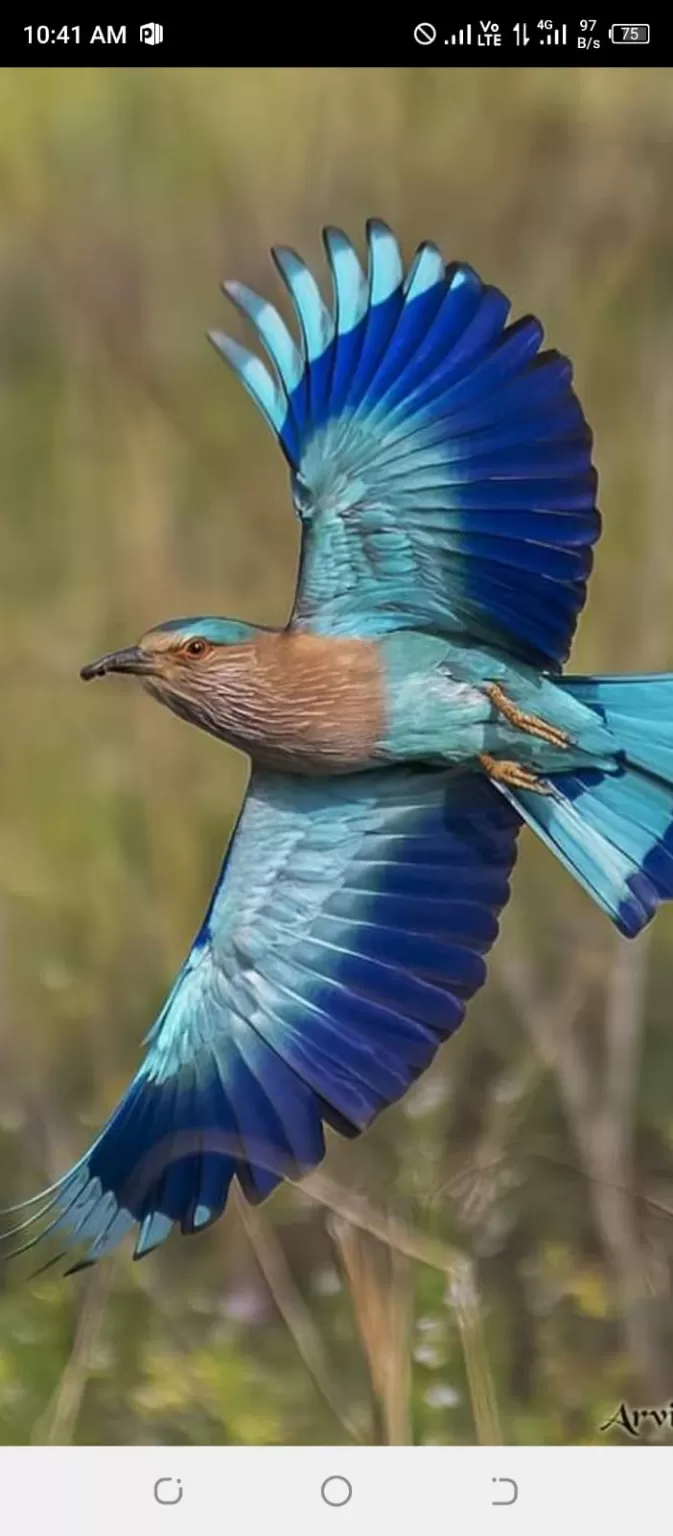 Photo of Keoladeo National Park By Dr. Yadwinder Singh 