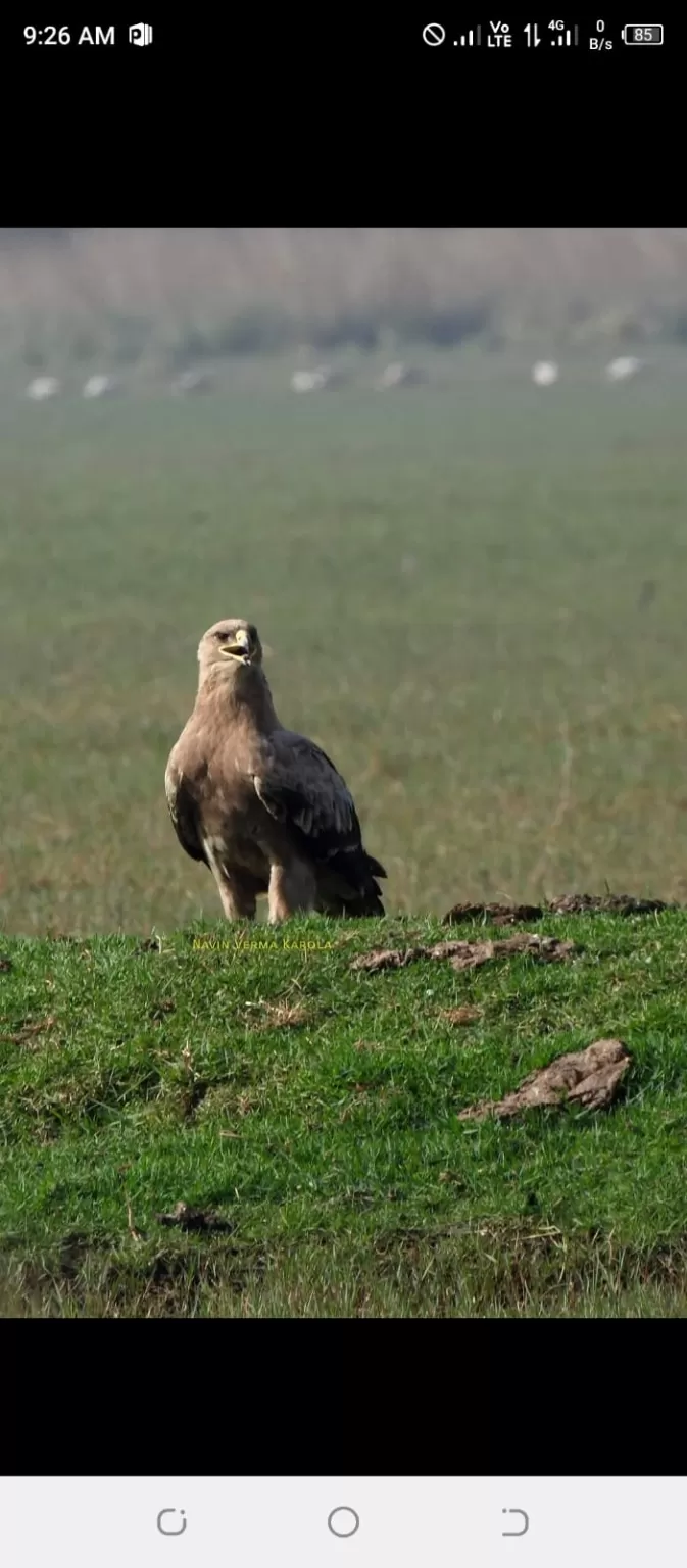 Photo of Keoladeo National Park By Dr. Yadwinder Singh 