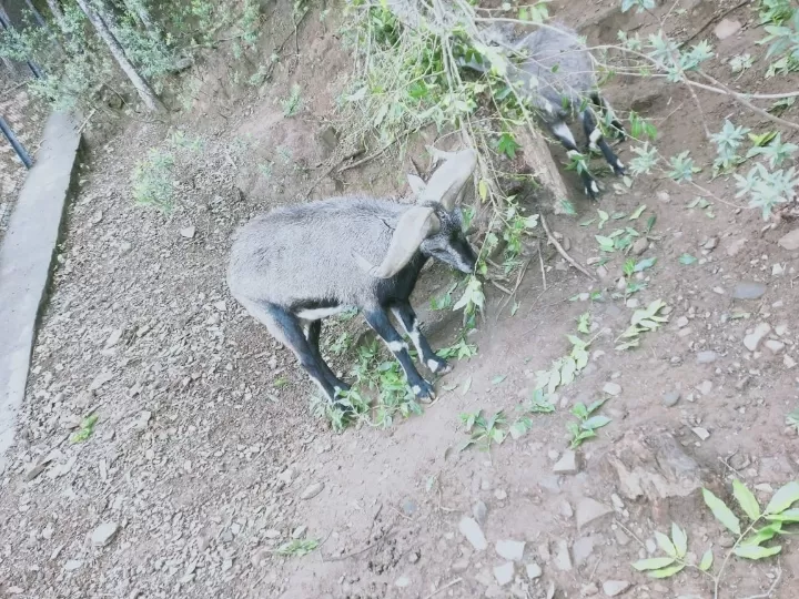 Photo of G B Pant High Altitude Zoo By Dr. Yadwinder Singh 