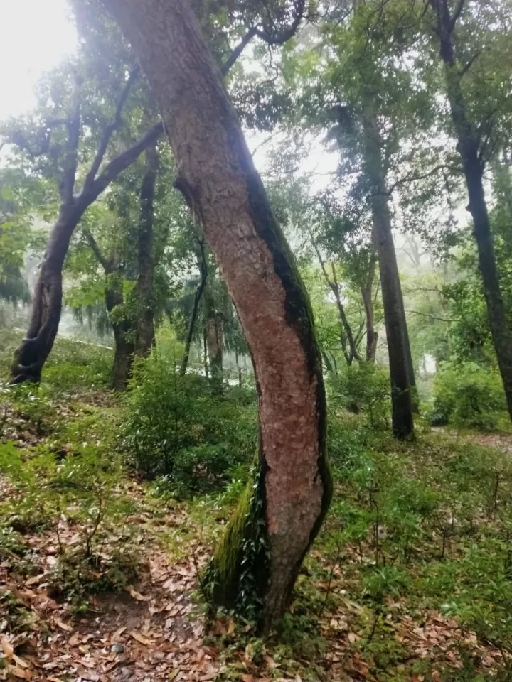 Photo of Chaubatia Garden By Dr. Yadwinder Singh 