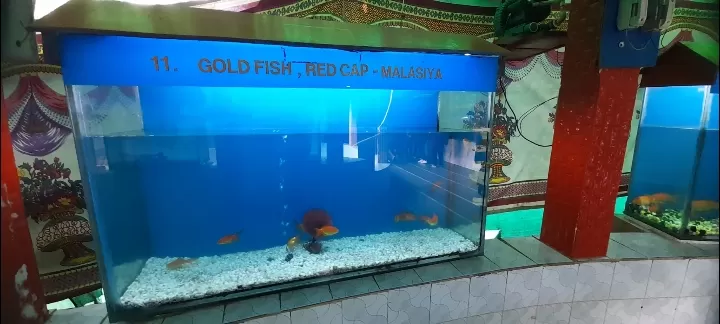 Photo of Fish Aquarium By Dr. Yadwinder Singh 