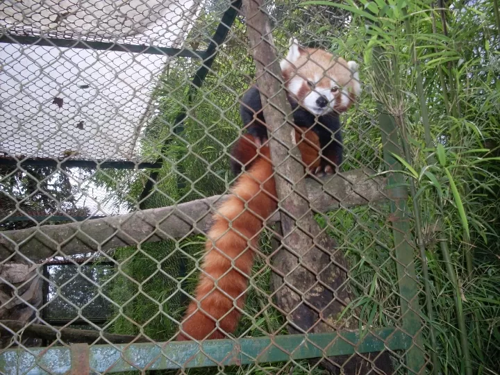 Photo of Zoological Park Darjeeling By Dr. Yadwinder Singh 