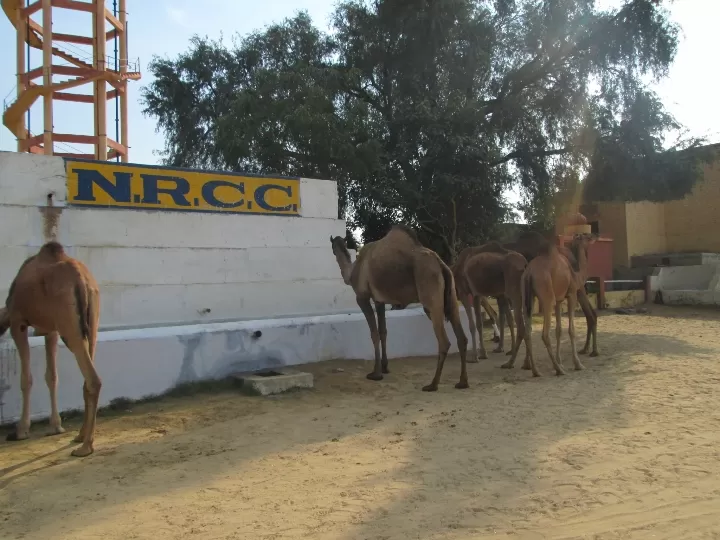 Photo of ICAR-National Research Centre on Camel By Dr. Yadwinder Singh 