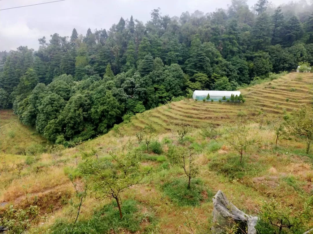 Photo of Chaubatia Garden By Dr. Yadwinder Singh 