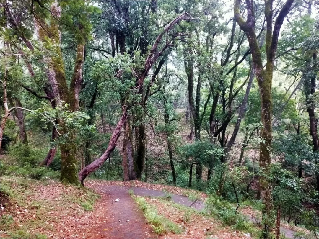 Photo of Chaubatia Garden By Dr. Yadwinder Singh 