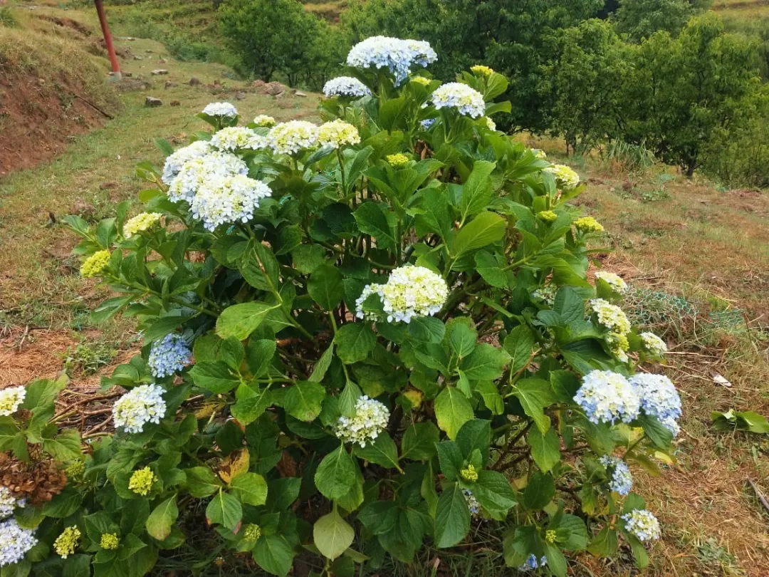 Photo of Chaubatia Garden By Dr. Yadwinder Singh 