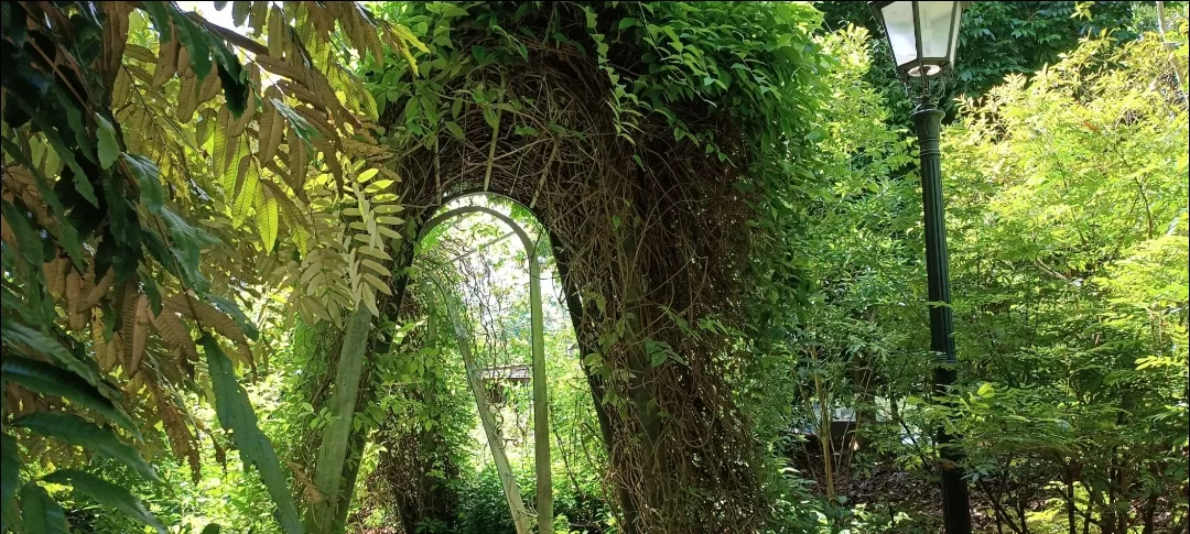 Photo of Singapore Botanic Gardens By Dr. Yadwinder Singh 