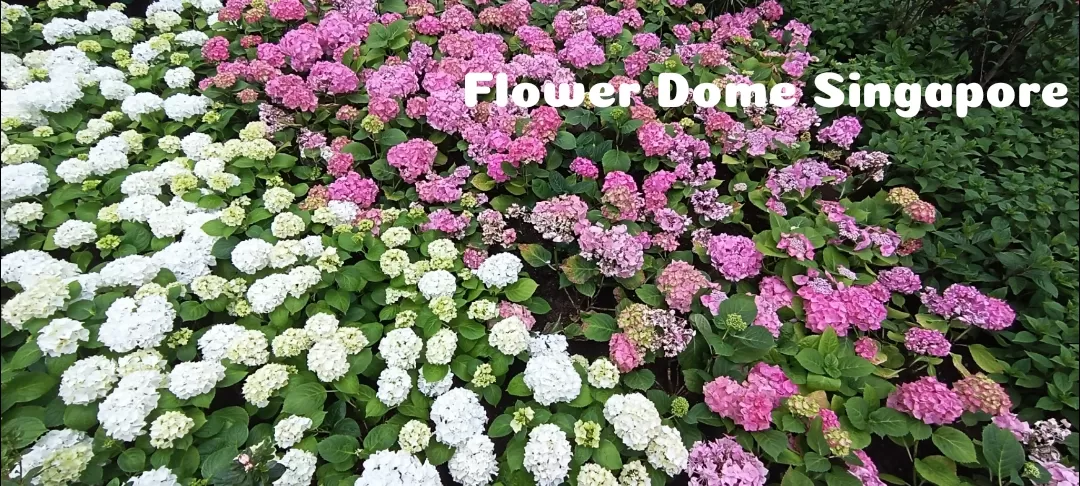 Photo of Flower Dome By Dr. Yadwinder Singh 