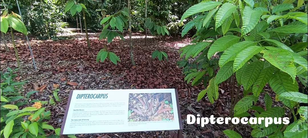 Photo of Singapore Botanic Gardens By Dr. Yadwinder Singh 