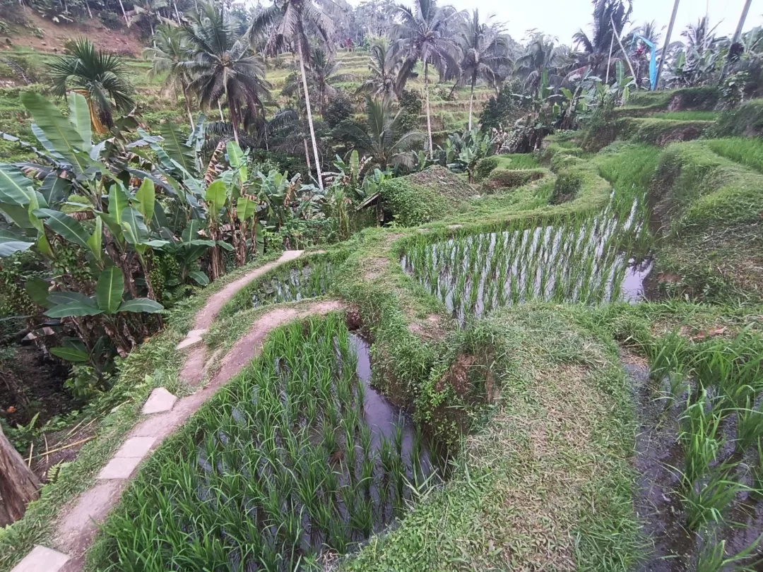 Photo of Bali By Dr. Yadwinder Singh 