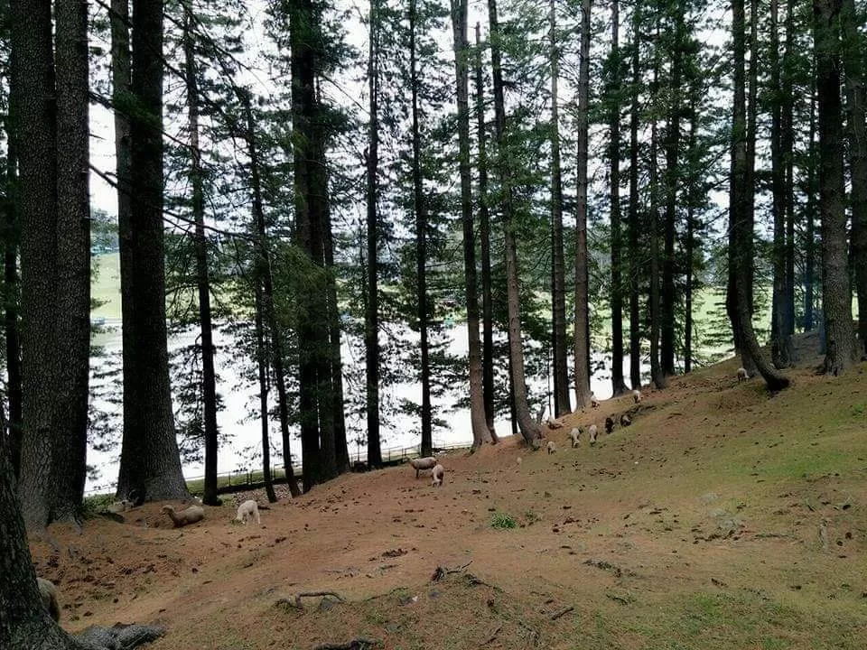 Photo of Patnitop Picnic Spot - Hill Station By Dr. Yadwinder Singh 