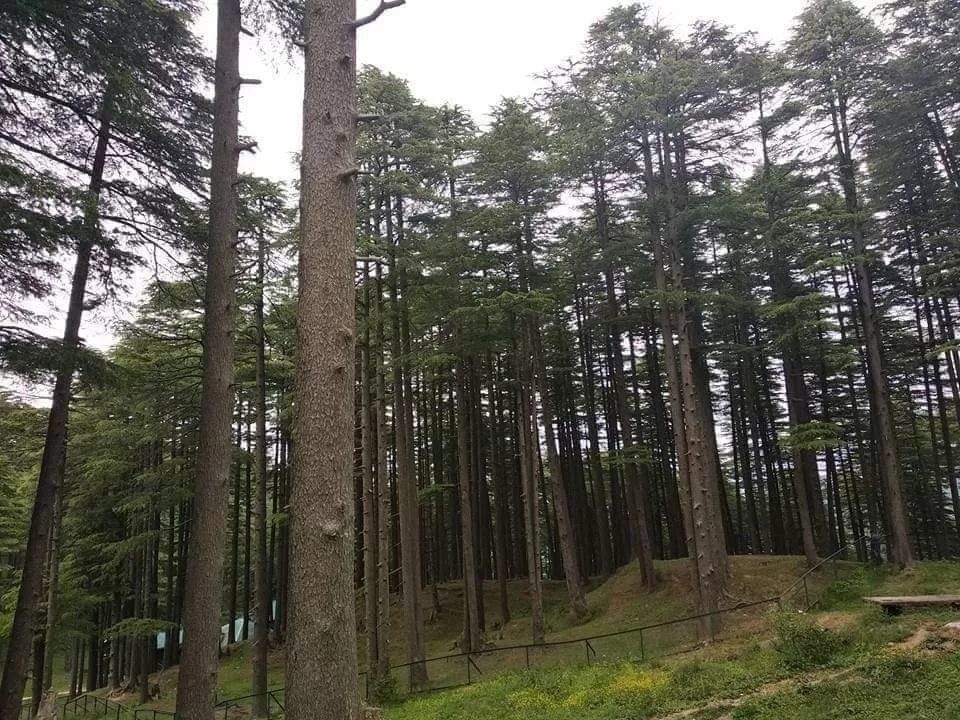 Photo of Patnitop Picnic Spot - Hill Station By Dr. Yadwinder Singh 